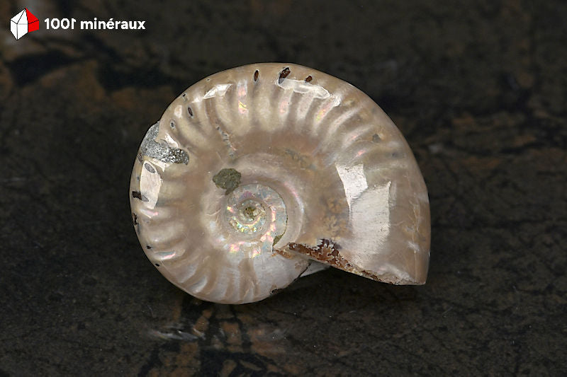Ammonite Cleoniceras Madagascar - Vue de profil, épaisseur 1,3 cm - 23 g - BN880

