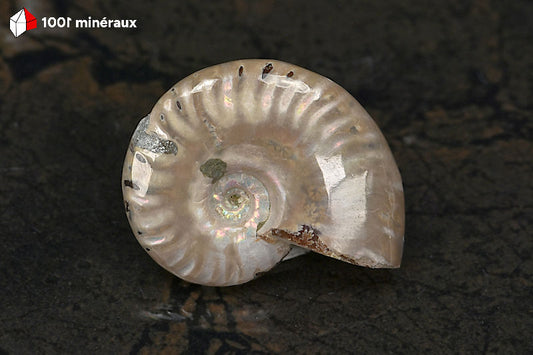 Ammonite Cleoniceras Madagascar - Vue de profil, épaisseur 1,3 cm - 23 g - BN880

