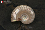 Ammonite Cleoniceras irisée de Madagascar - 23 g / BN880 - Vignette | 1001 minéraux
