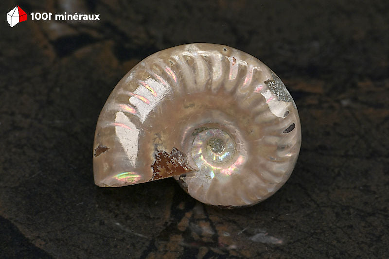 Ammonite Cleoniceras Madagascar - Vue d'ensemble, côtes et centre irisés - 23 g - BN880
