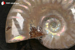 Ammonite Cleoniceras irisée de Madagascar - 23 g / BN880 - Vignette | 1001 minéraux