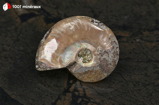 Ammonite Cleoniceras Madagascar - Vue de profil, épaisseur 1,2 cm - 21 g - BN881
