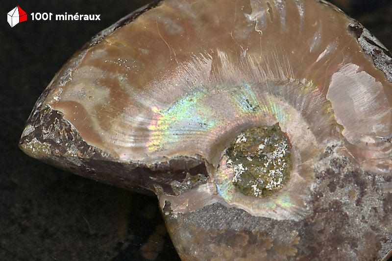 Ammonite Cleoniceras Madagascar - Détail de l'irisation nacrée préservée au centre - 21 g
