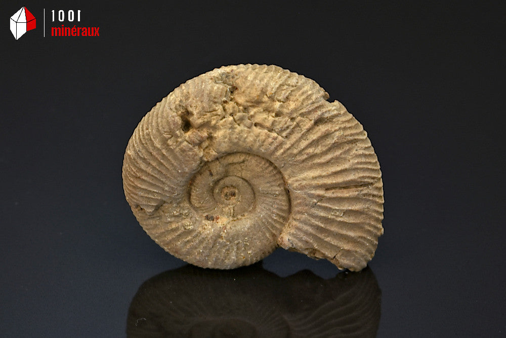 Fossile d'ammonite perisphinctes de France