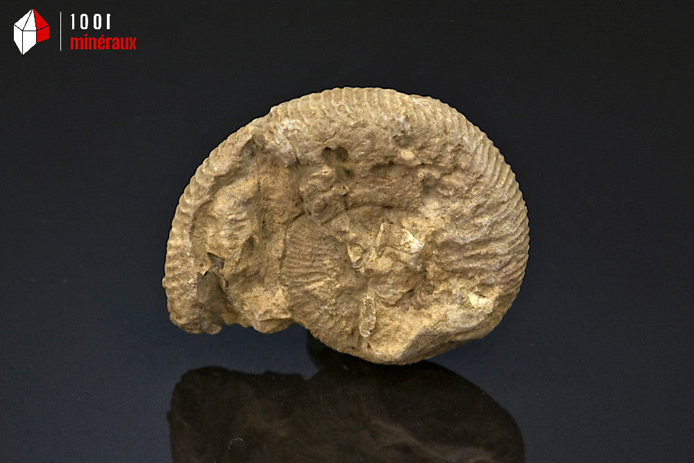 Fossile d'ammonite perisphinctes de France