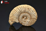 Ammonite perisphinctes fossile de France - 5,3 cm - 35 g / BP370 - Vignette | 1001 minéraux