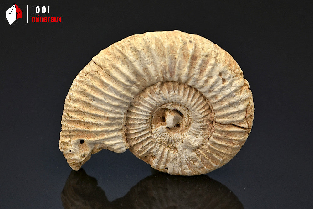 Fossile d'ammonite perisphinctes de France