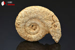 Ammonite perisphinctes fossile de France - 5,3 cm - 35 g / BP370 - Vignette | 1001 minéraux