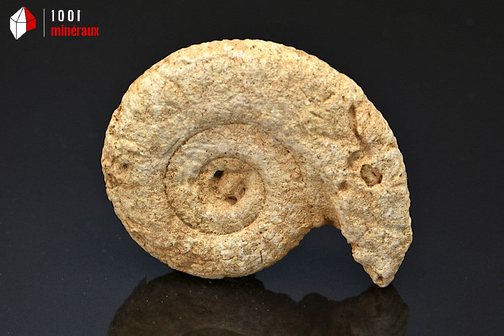 Fossile d'ammonite perisphinctes de France