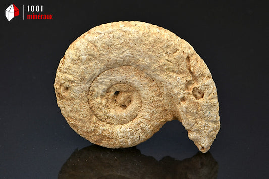Fossile d'ammonite perisphinctes de France
