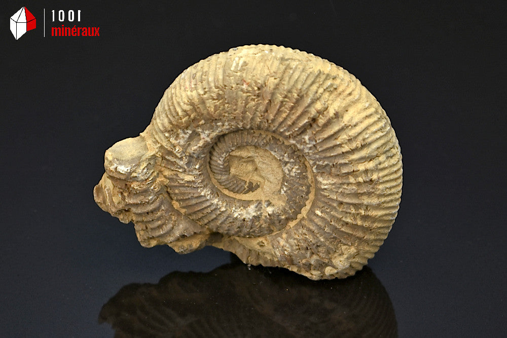 Fossile d'ammonite perisphinctes de France