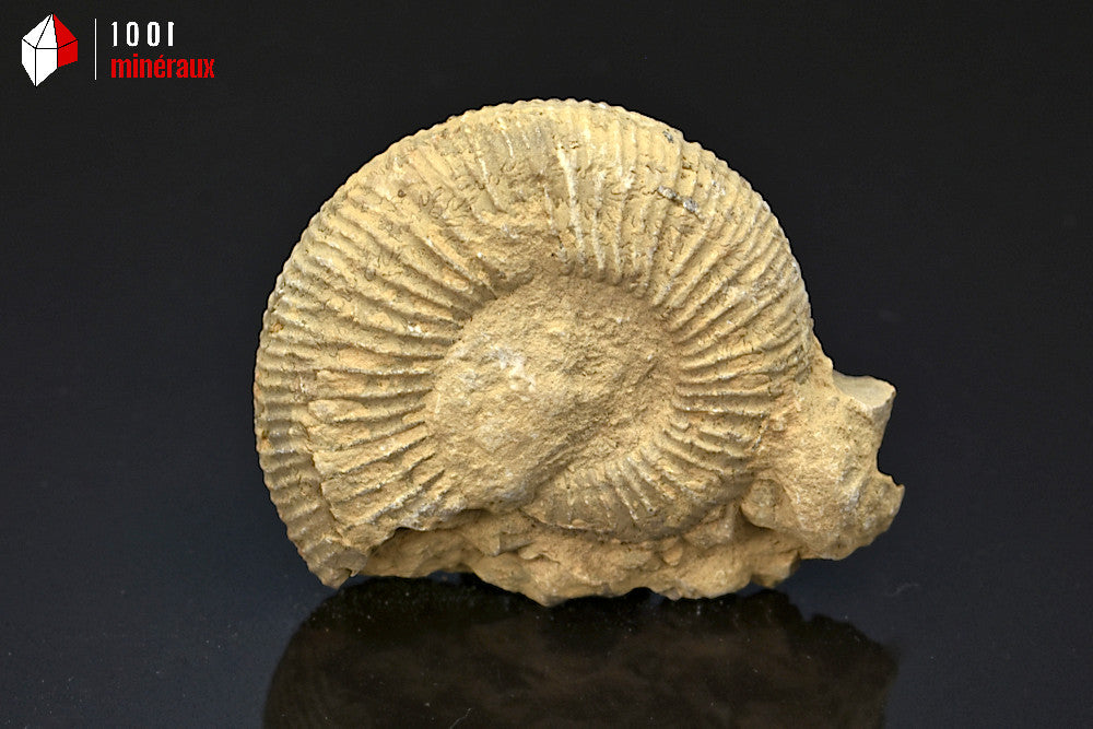 Fossile d'ammonite perisphinctes de France