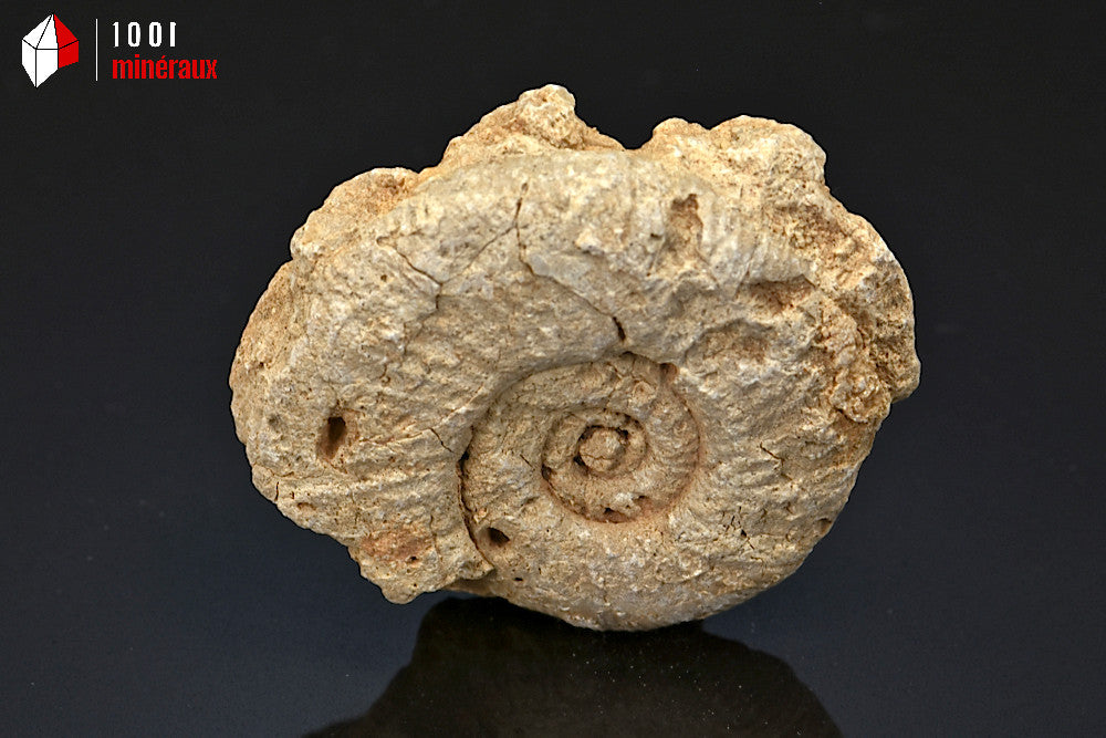 Fossile d'ammonite perisphinctes de France