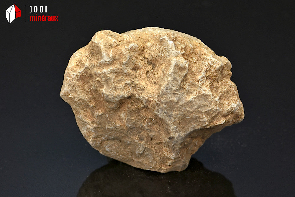 Fossile d'ammonite perisphinctes de France