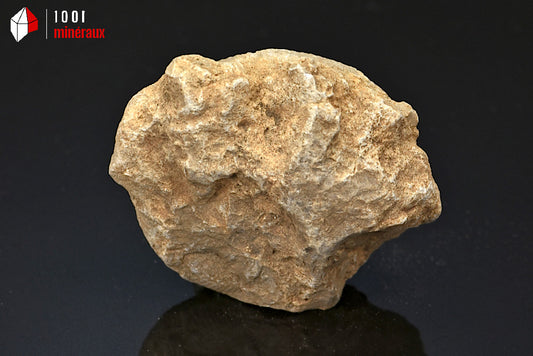 Fossile d'ammonite perisphinctes de France