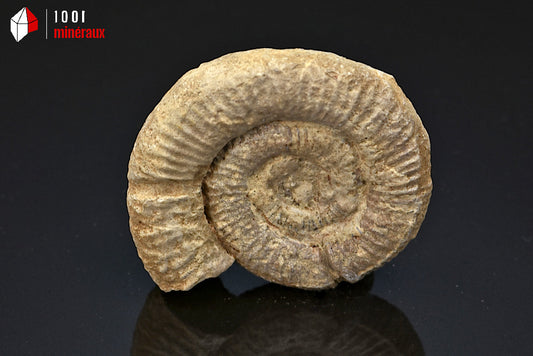 Fossile d'ammonite perisphinctes de France
