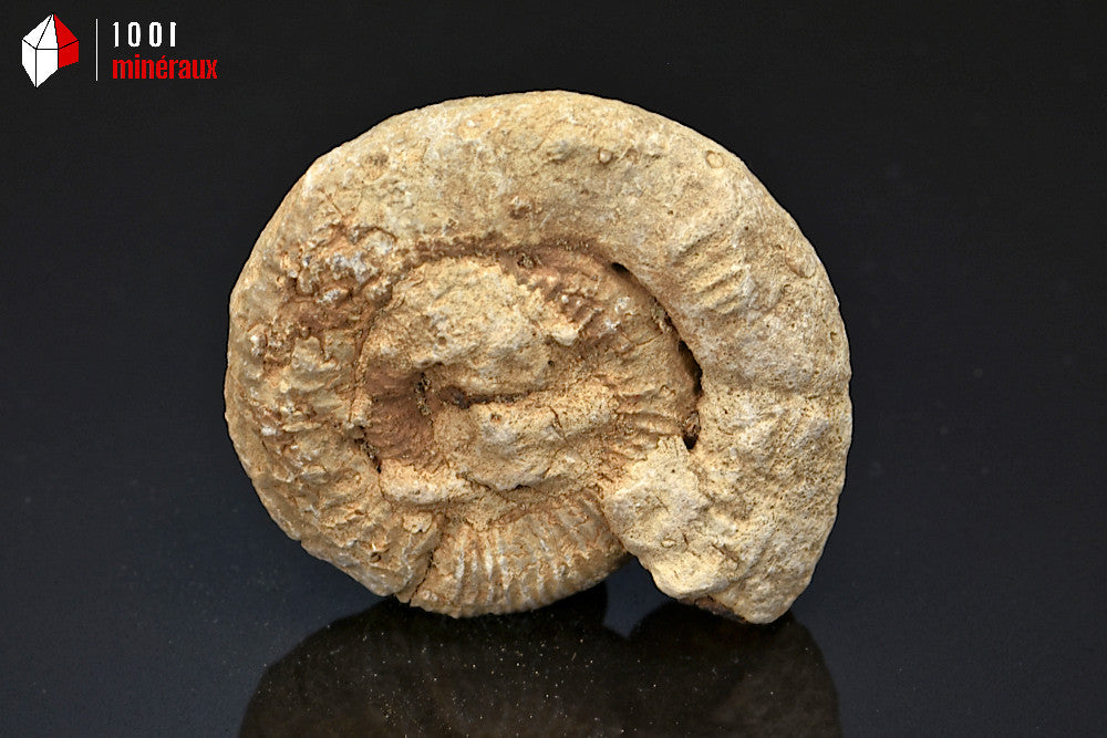 Fossile d'ammonite perisphinctes de France