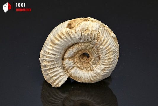 Fossile d'ammonite perisphinctes de France