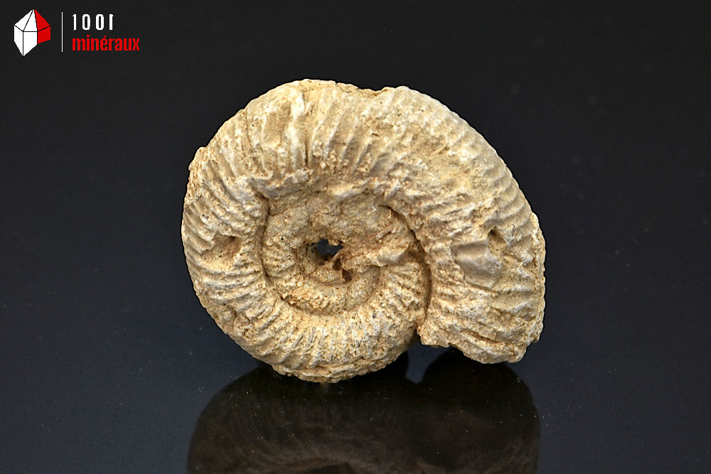 Fossile d'ammonite perisphinctes de France