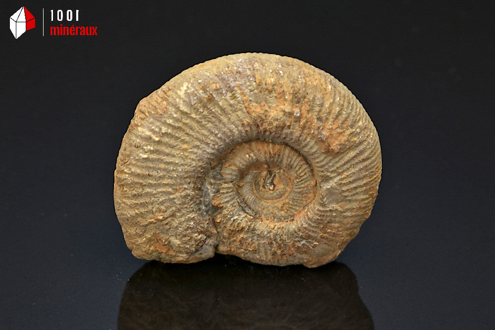 Fossile d'ammonite perisphinctes de France
