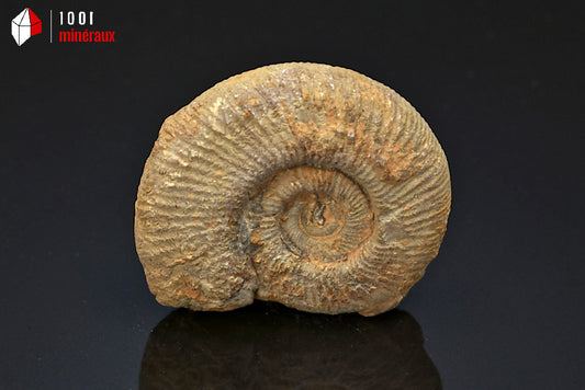 Fossile d'ammonite perisphinctes de France