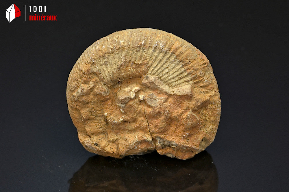 Fossile d'ammonite perisphinctes de France