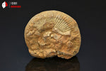 Ammonite perisphinctes de France - 4,7 cm - 41 g / BP375 - Vignette | 1001 minéraux