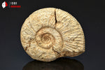 Ammonite perisphinctes de France - 5,1 cm - 52 g / BP376 - Vignette | 1001 minéraux