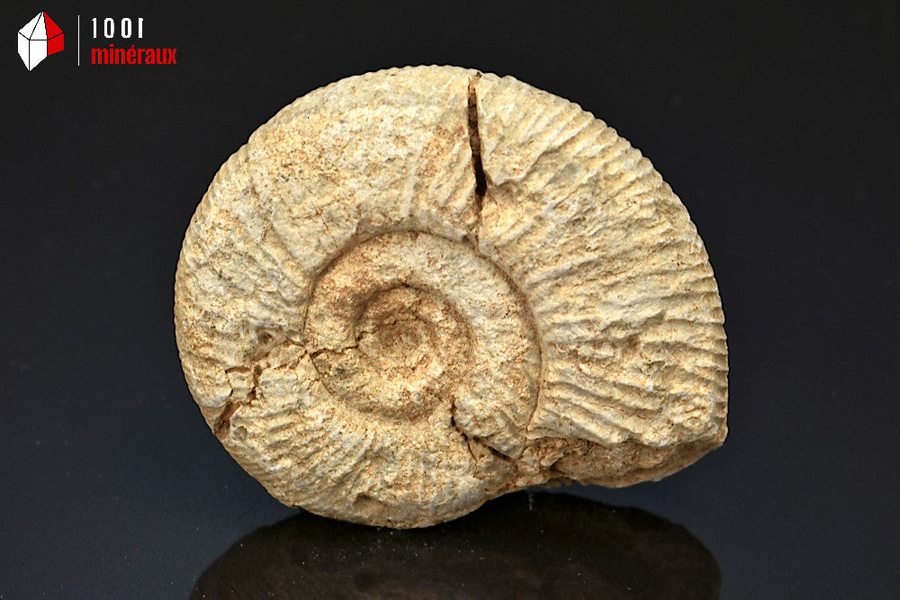 Fossile d'ammonite perisphinctes de France
