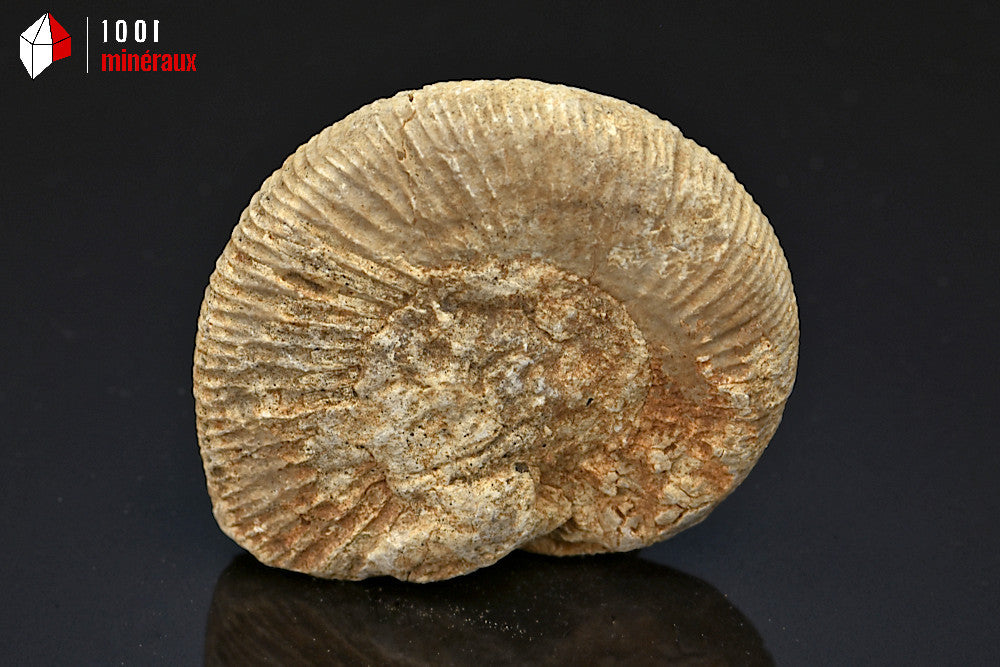Fossile d'ammonite perisphinctes de France