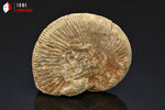 Ammonite perisphinctes de France - 5,1 cm - 52 g / BP376 - Vignette | 1001 minéraux
