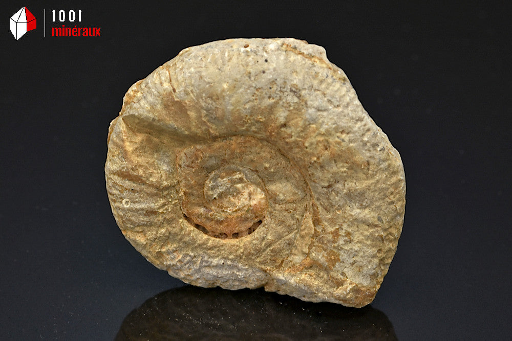 Fossile d'ammonite perisphinctes de France