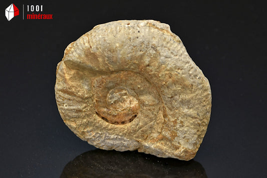 Fossile d'ammonite perisphinctes de France