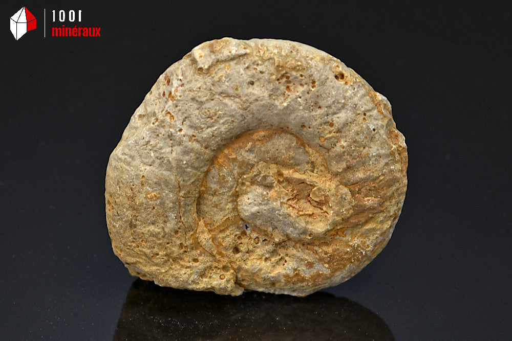 Fossile d'ammonite perisphinctes de France