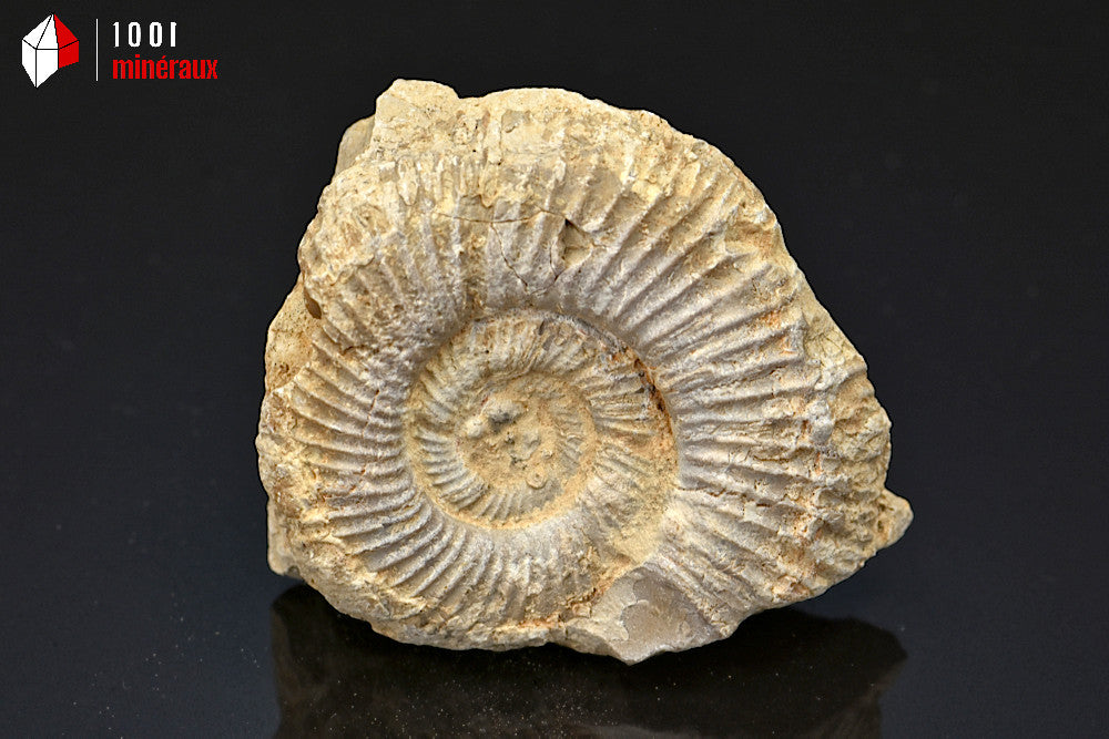 Fossile d'ammonite perisphinctes de France