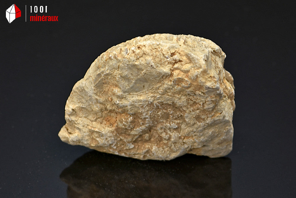 Fossile d'ammonite perisphinctes de France