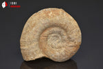 Ammonite perisphinctes fossile de France - 5,1 cm - 49g / BP379 - Vignette | 1001 minéraux