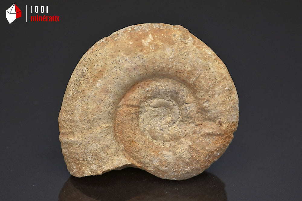 Fossile d'ammonite perisphinctes de France