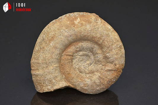 Fossile d'ammonite perisphinctes de France