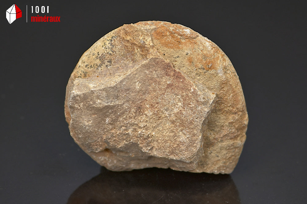 Fossile d'ammonite perisphinctes de France