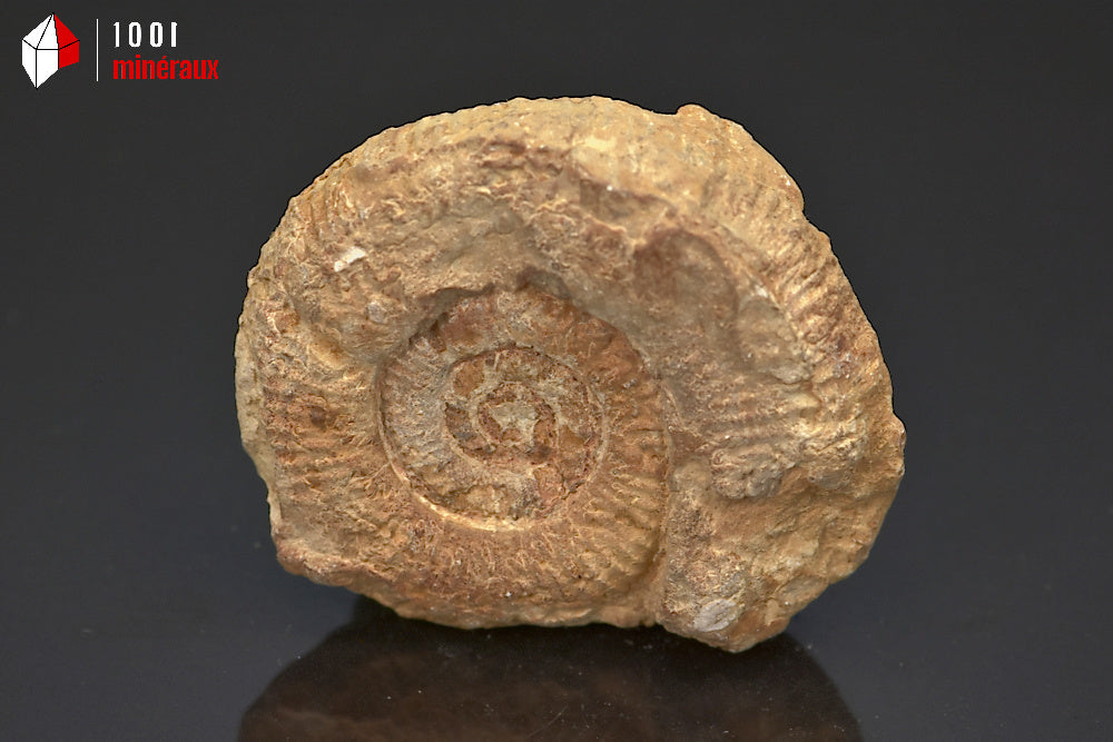 Fossile d'ammonite perisphinctes de France