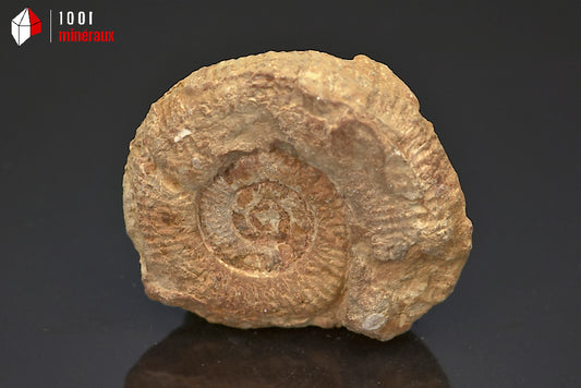 Fossile d'ammonite perisphinctes de France