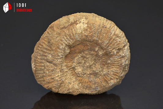 Fossile d'ammonite perisphinctes de France
