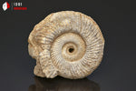 Ammonite perisphinctes fossile - France - 5,1 cm - 44 g / BP381 - Vignette | 1001 minéraux
