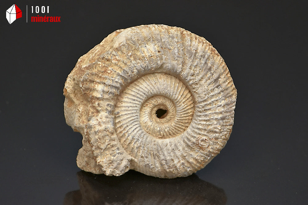 Fossile d'ammonite perisphinctes de France