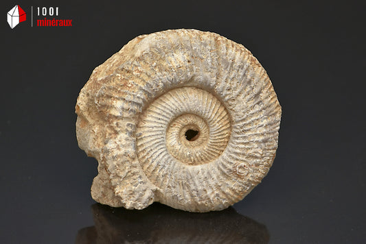 Fossile d'ammonite perisphinctes de France