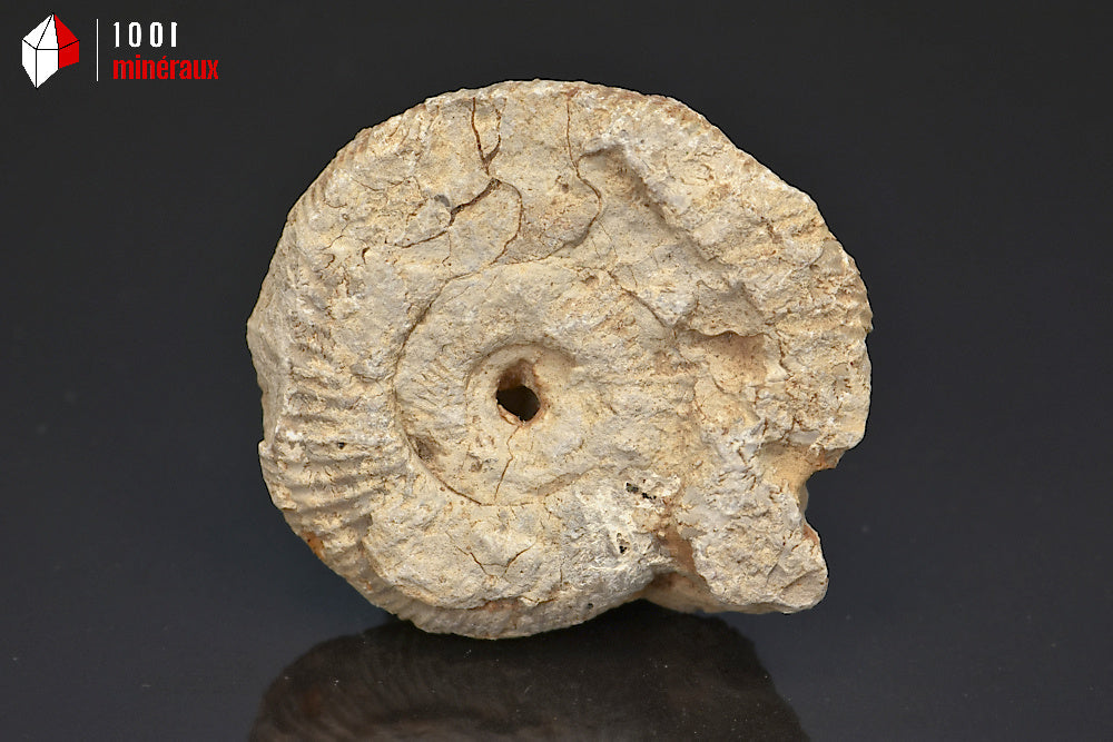 Fossile d'ammonite perisphinctes de France
