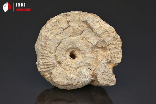 Fossile d'ammonite perisphinctes de France