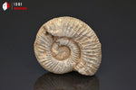Ammonite perisphinctes de France - 4,4 cm - 38 g / BP382 - Vignette | 1001 minéraux