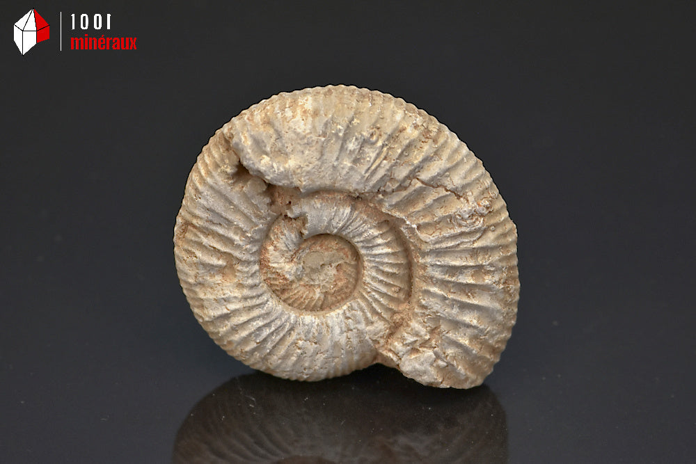 Fossile d'ammonite perisphinctes de France